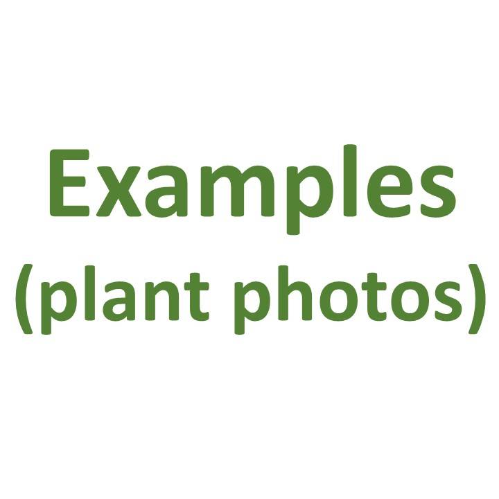 Examples (Plant Photos)